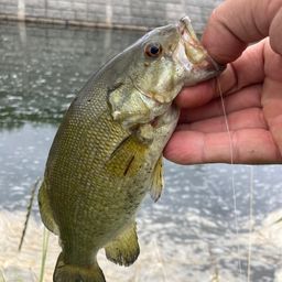 スモールマウスバス