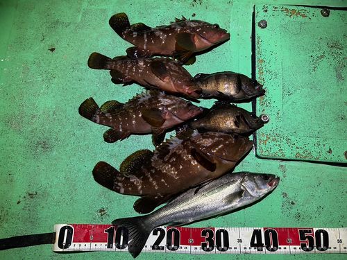キジハタの釣果