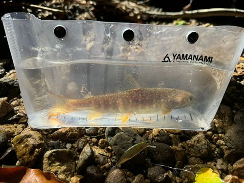 イワナの釣果