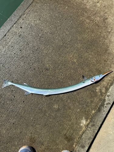 ダツの釣果