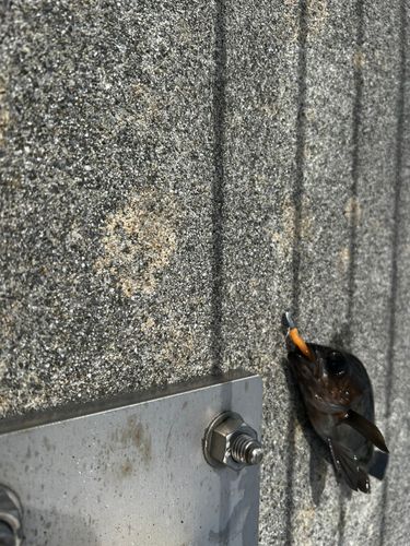 アカメバルの釣果