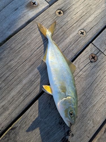 ワカシの釣果