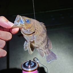 メバル