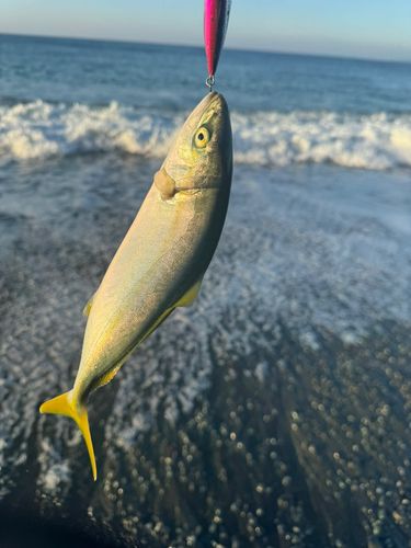 ワカシの釣果