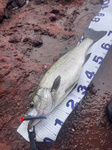 ヒラスズキの釣果