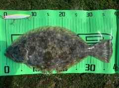 ヒラメの釣果