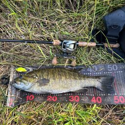 スモールマウスバス