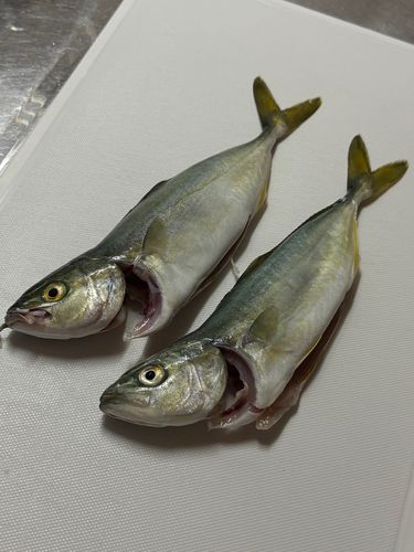 ワカシの釣果