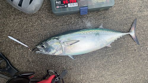 ソウダガツオの釣果