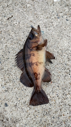 メバルの釣果