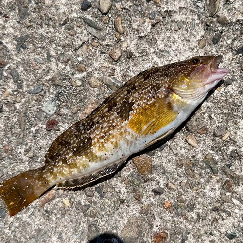 アイナメの釣果