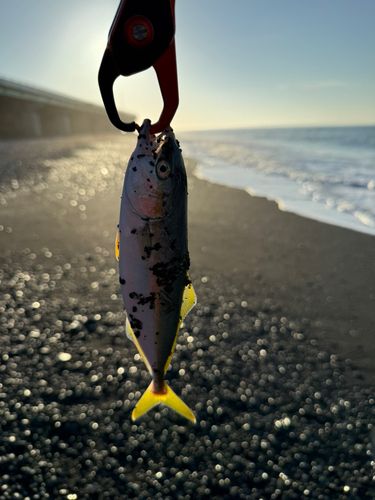 ワカシの釣果