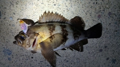 メバルの釣果