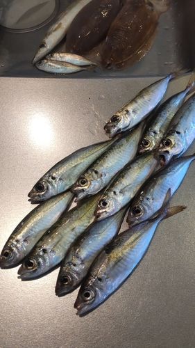アジの釣果