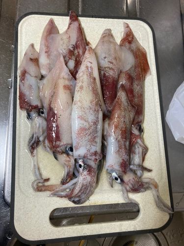 ケンサキイカの釣果