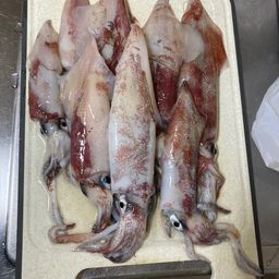 ケンサキイカ