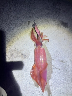 ケンサキイカの釣果