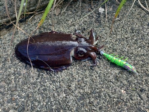 コウイカの釣果