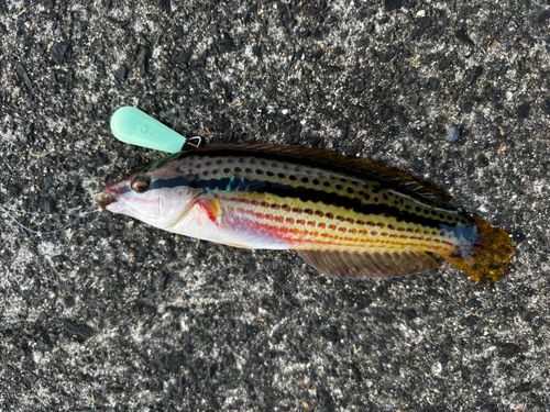 釣果