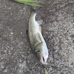 ウグイ