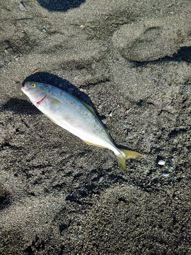 ワカシの釣果