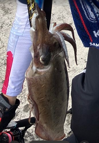 モンゴウイカの釣果
