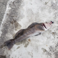 アイナメの釣果