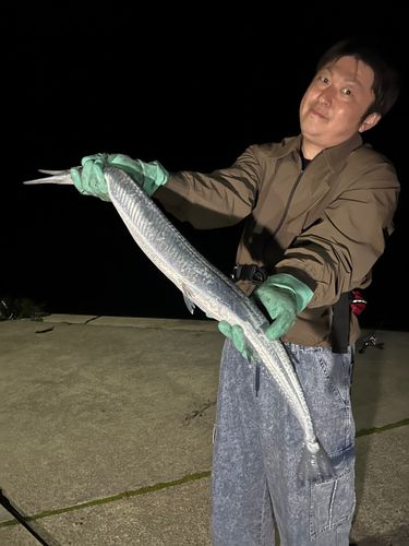 ダツの釣果