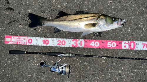 シーバスの釣果