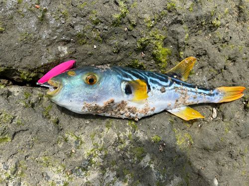 シマフグの釣果