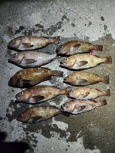 エゾメバルの釣果