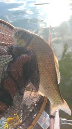 ヘラブナの釣果