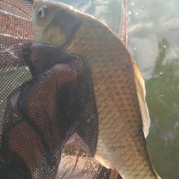 ヘラブナ