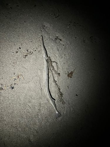 ダツの釣果