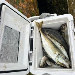 アジ