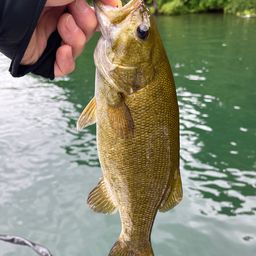 スモールマウスバス