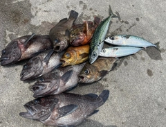 ソイの釣果
