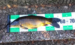 コイの釣果