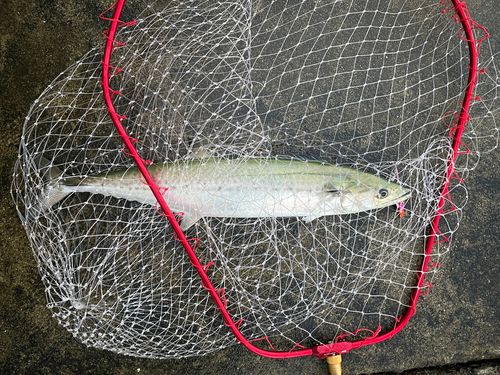 サゴシの釣果