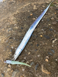 タチウオの釣果