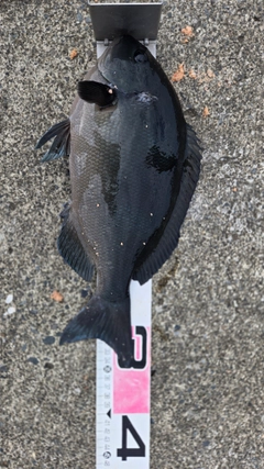 メジナの釣果