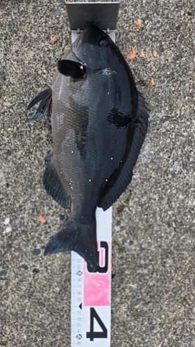 メジナの釣果
