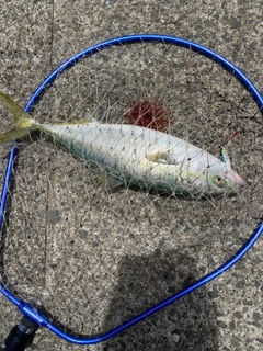 ヤズの釣果