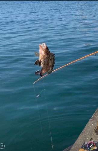 オオモンハタの釣果