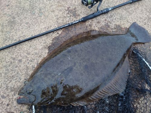 ヒラメの釣果