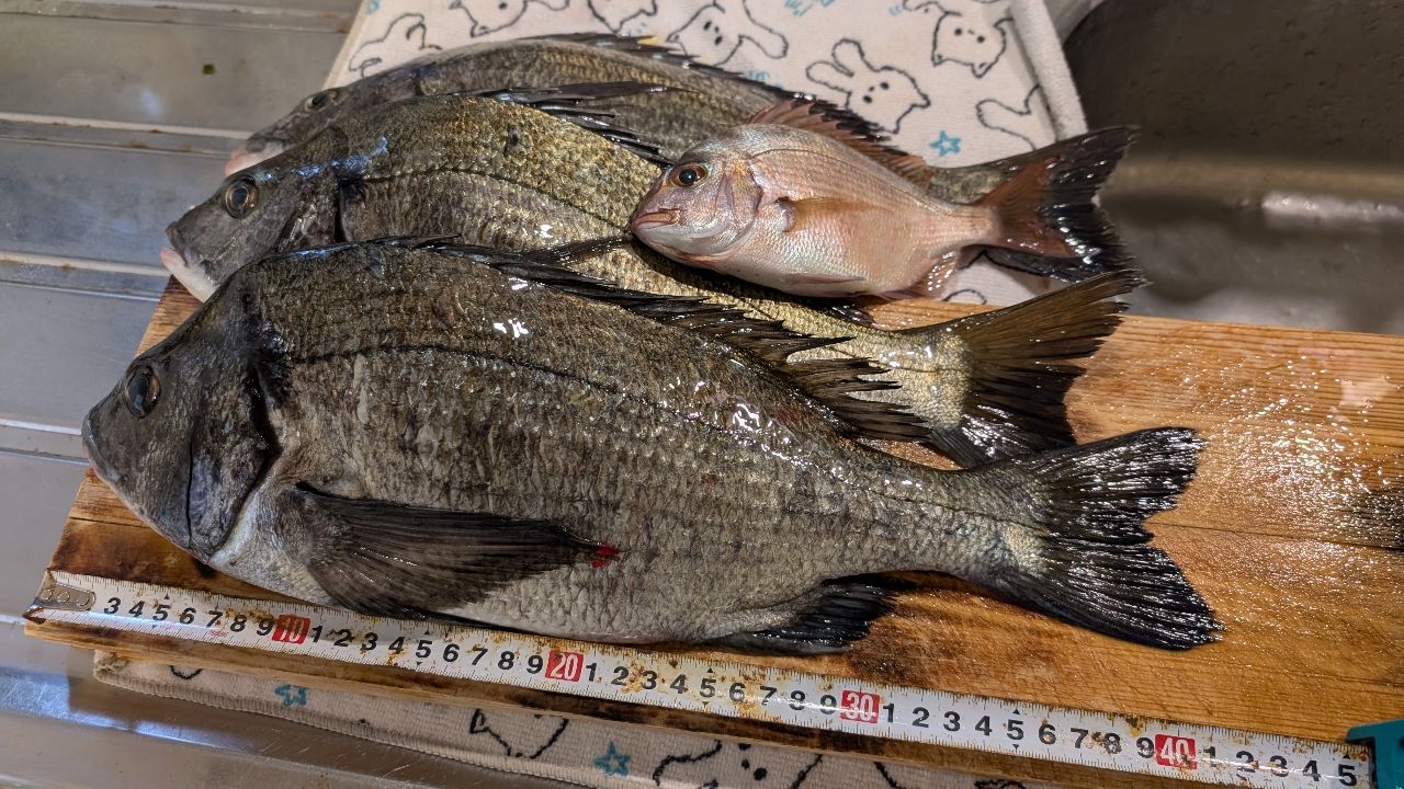 ボラ