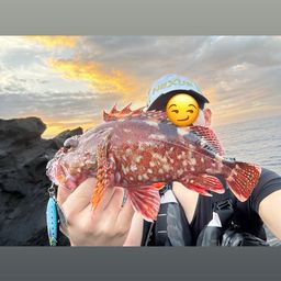 カサゴ