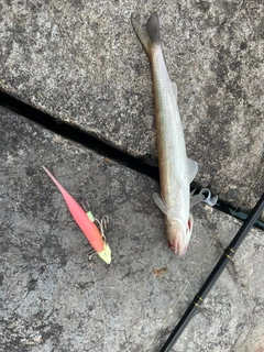 エソの釣果