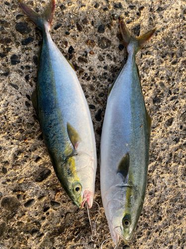 イナダの釣果