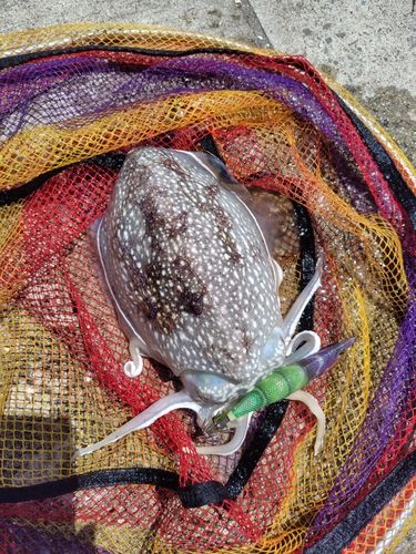 シリヤケイカの釣果